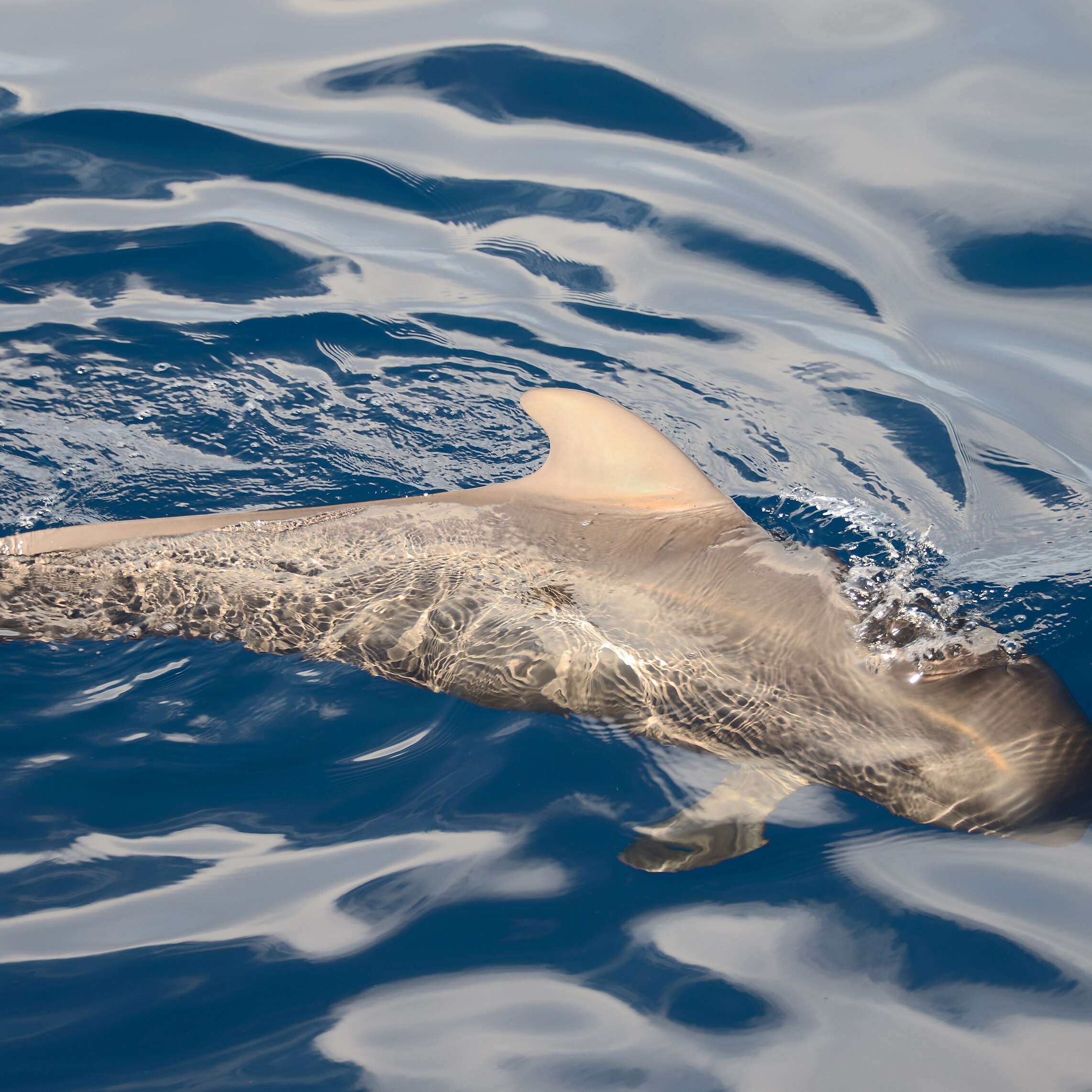 Globicephala macrorhynchus