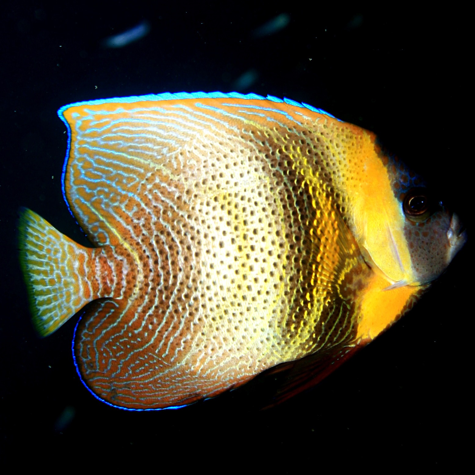 Pomacanthus zonipectus
