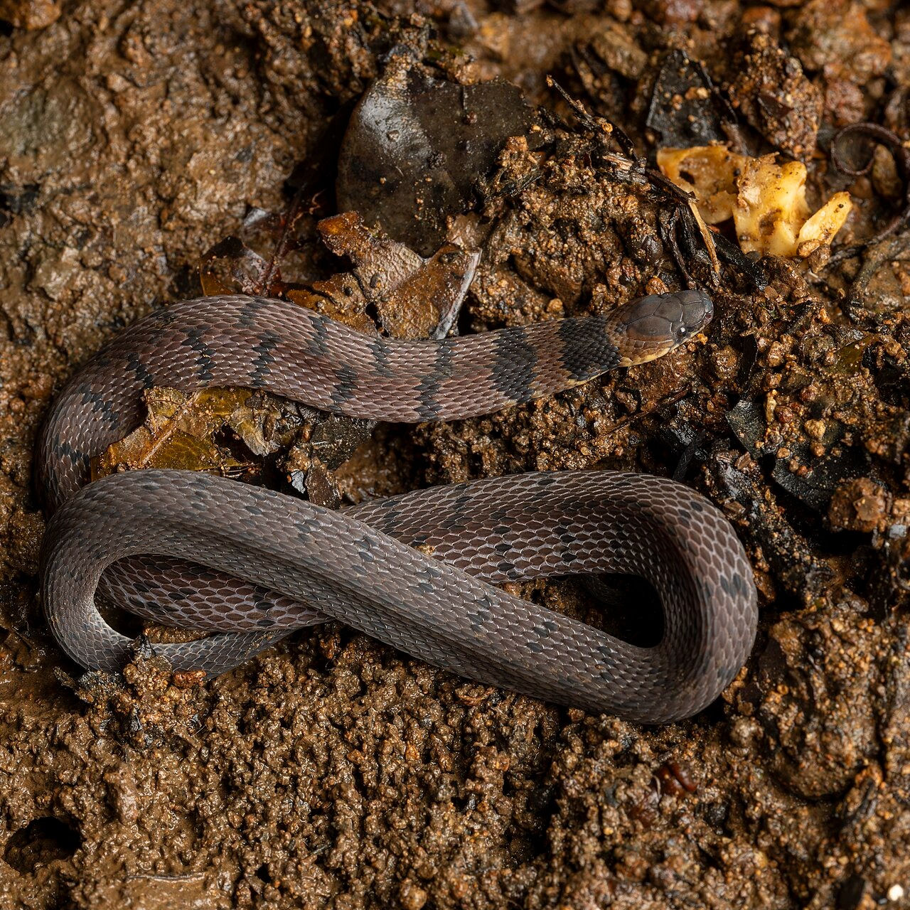 Ninia maculata