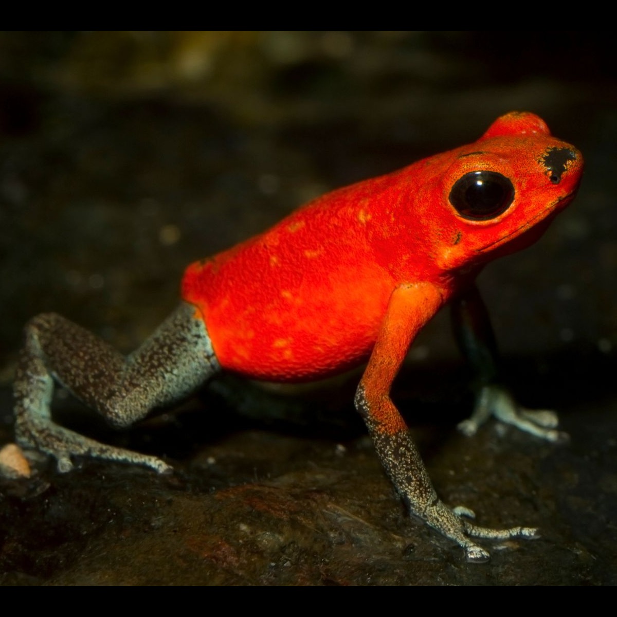 Oophaga pumilio