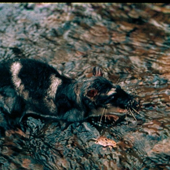 Chironectes minimus