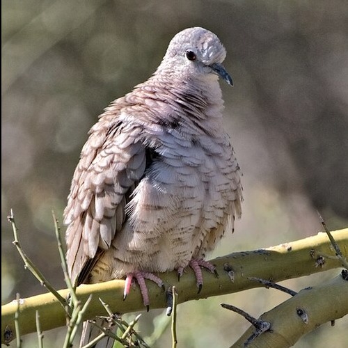 Columbina inca