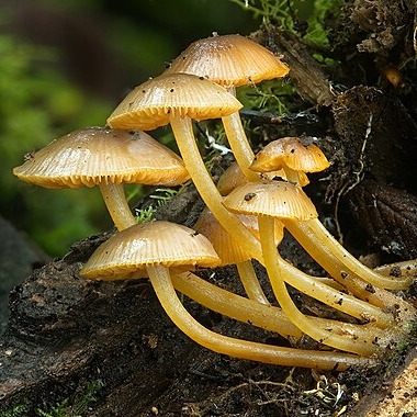 Mycena citricolor