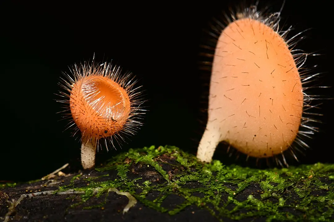 Cookeina tricholoma