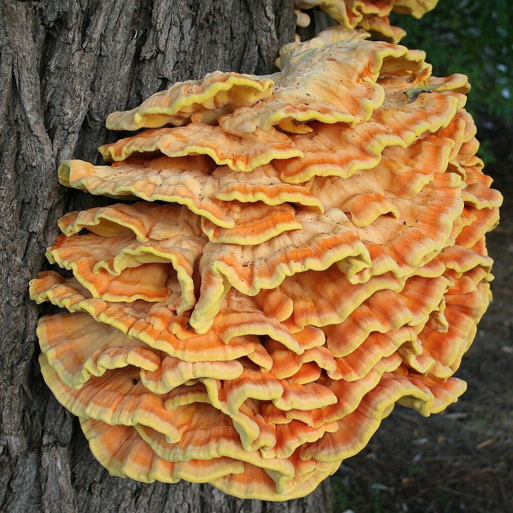 Laetiporus sulphureus