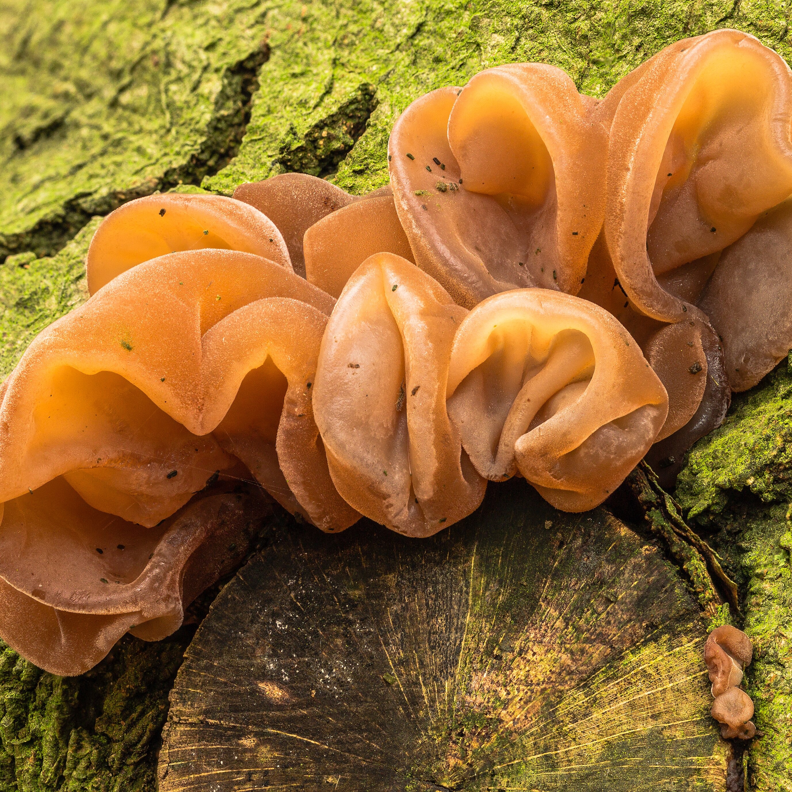 Auricularia auricula-judae