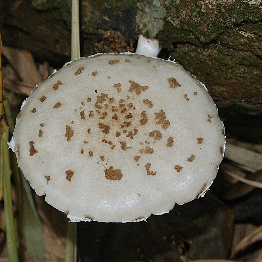 Oudemansiella canarii