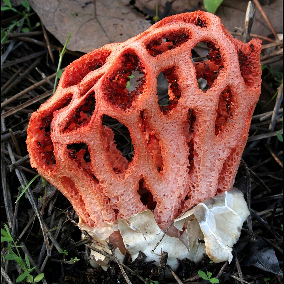 Clathrus ruber