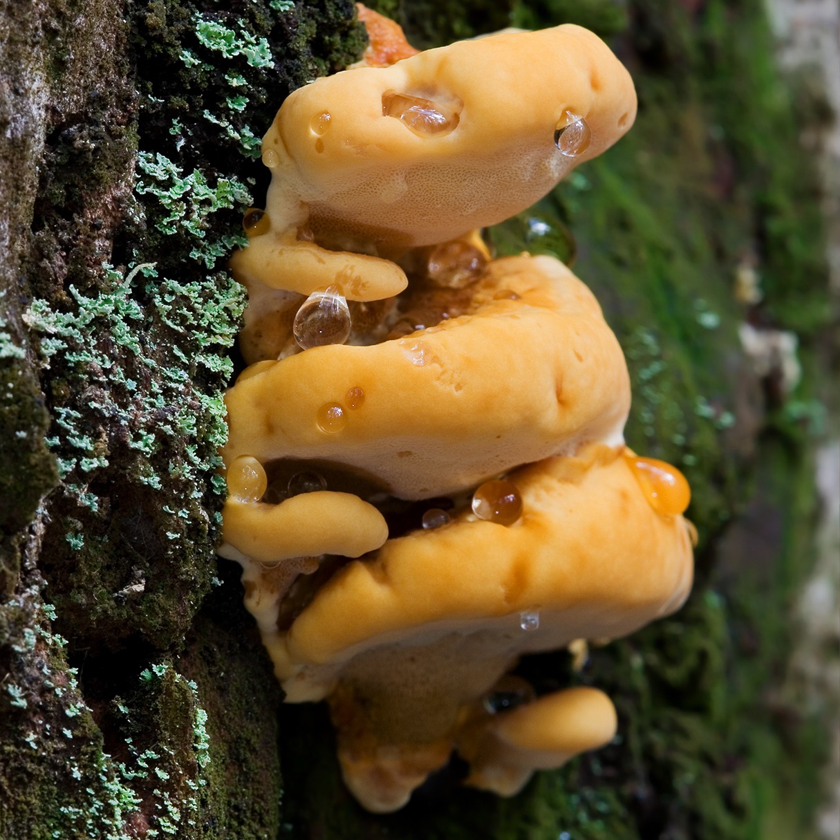 Rigidoporus microporus