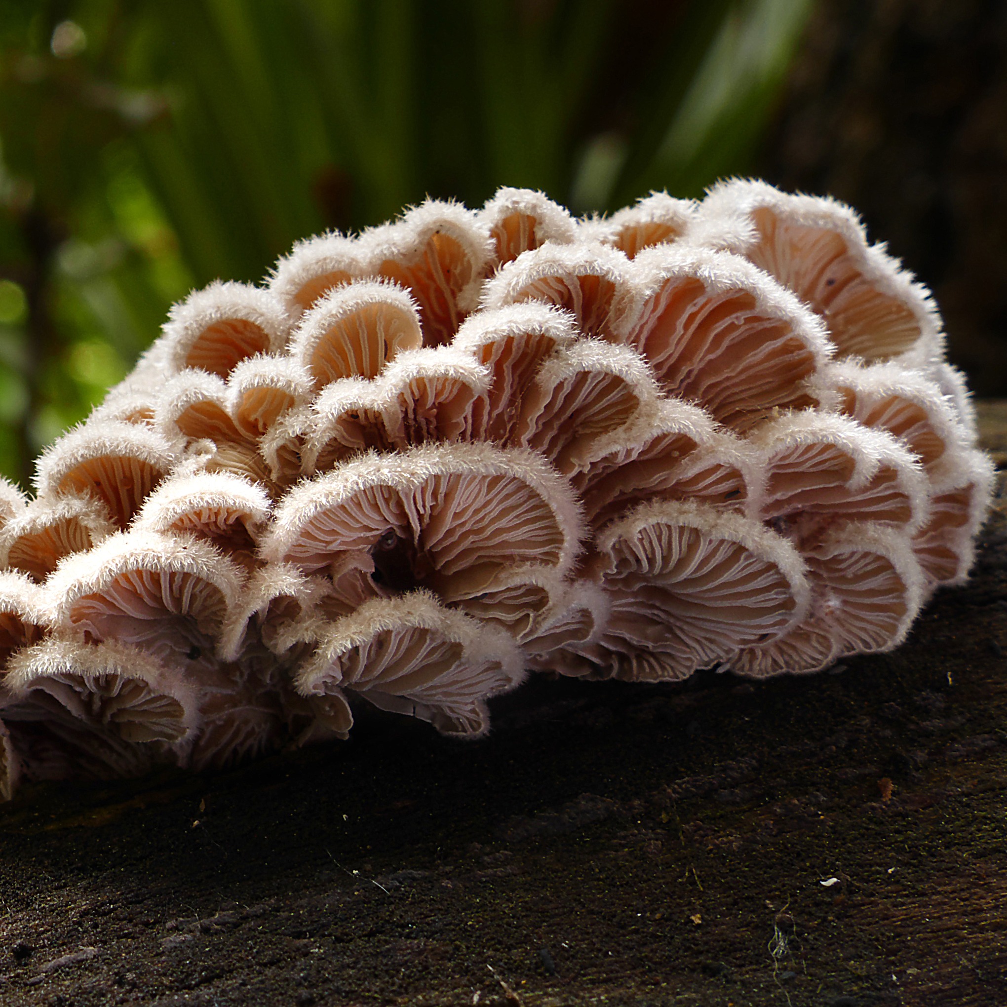 Schizophyllum commune