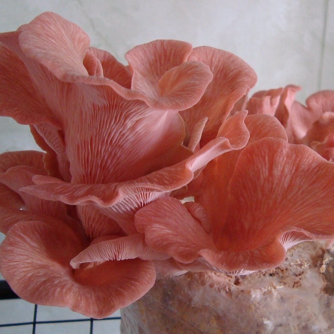 Pleurotus djamor