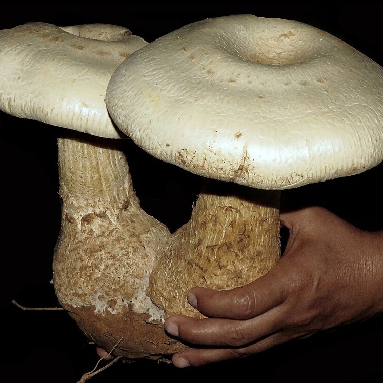 Macrocybe titans