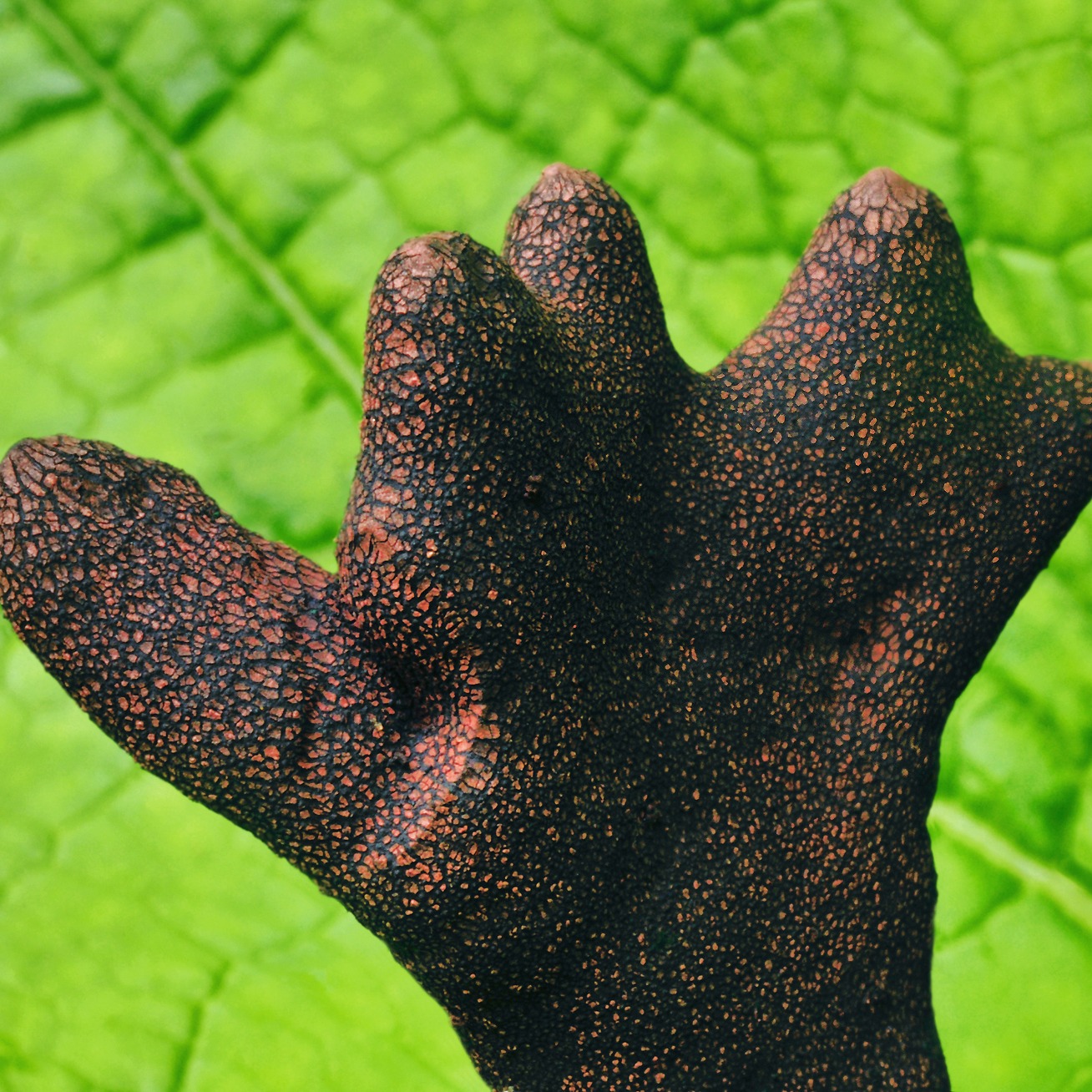 Xylaria polymorpha