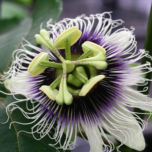 Passiflora edulis