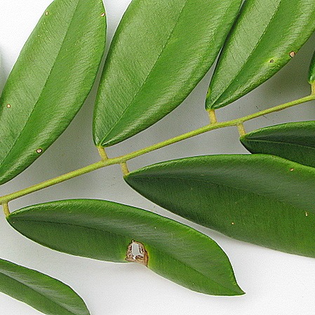 Machaerium biovulatum