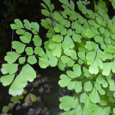 Adiantum raddianum