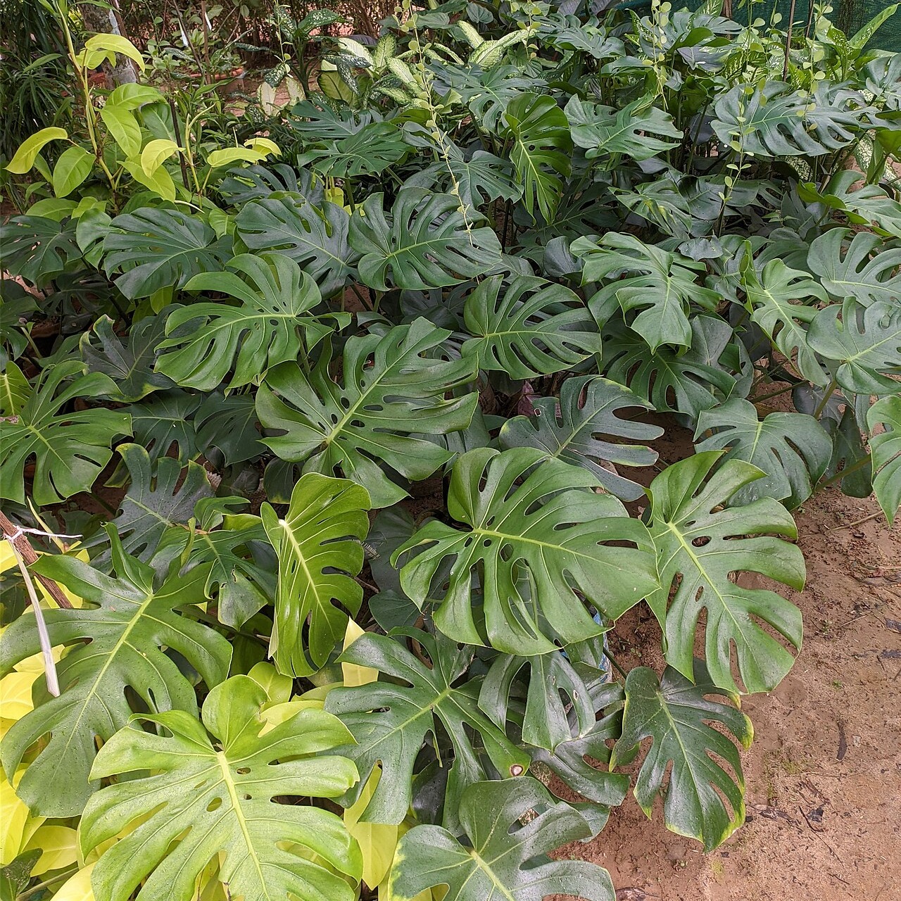 Monstera deliciosa
