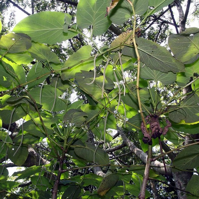 Piper auritum