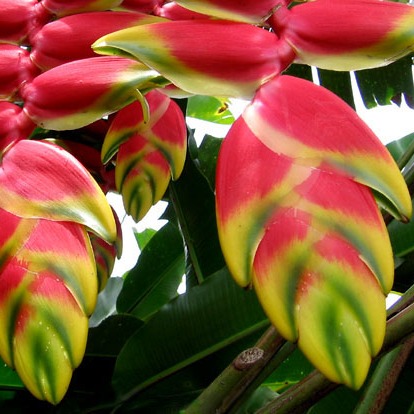 Heliconia rostrata
