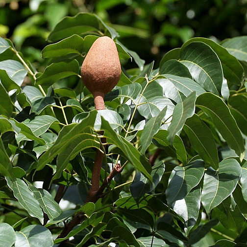 Swietenia macrophylla