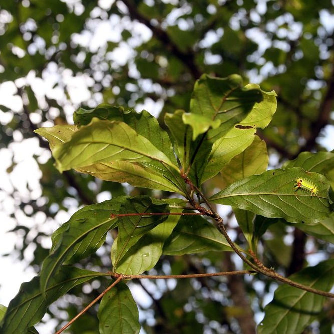 Terminalia amazonia