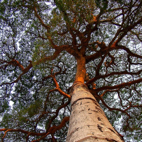 Hymenaea courbaril