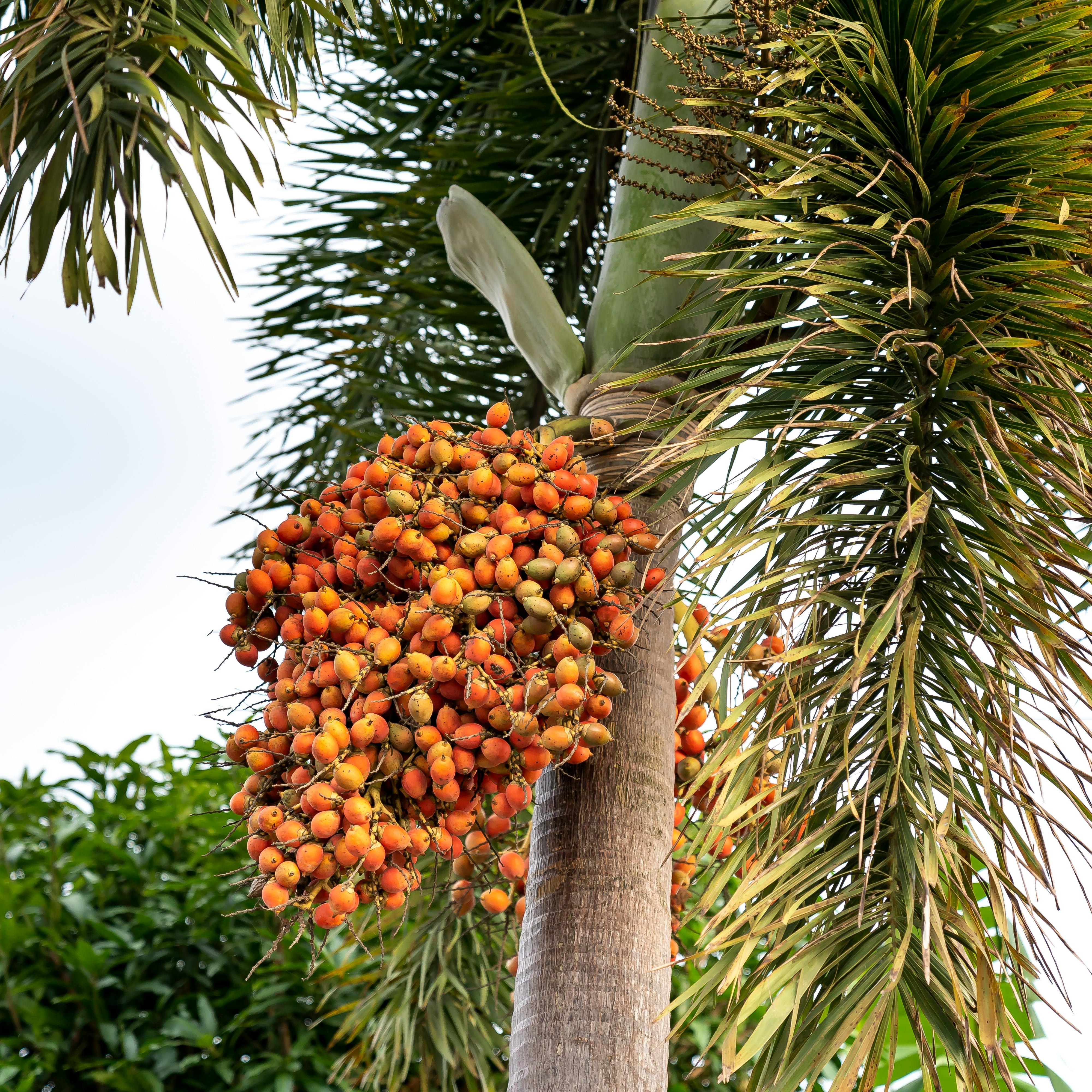 Bactris gasipaes