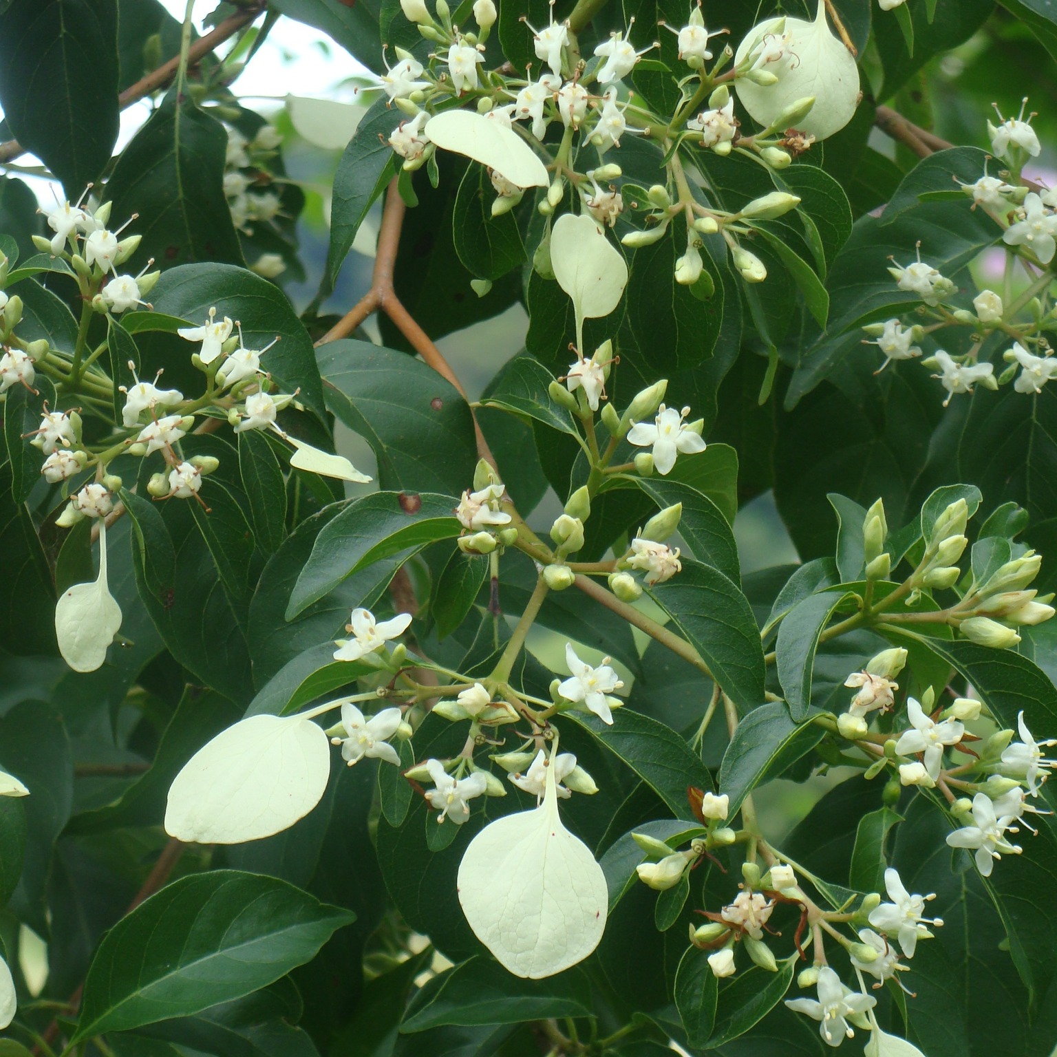 Calycophyllum candidissimum