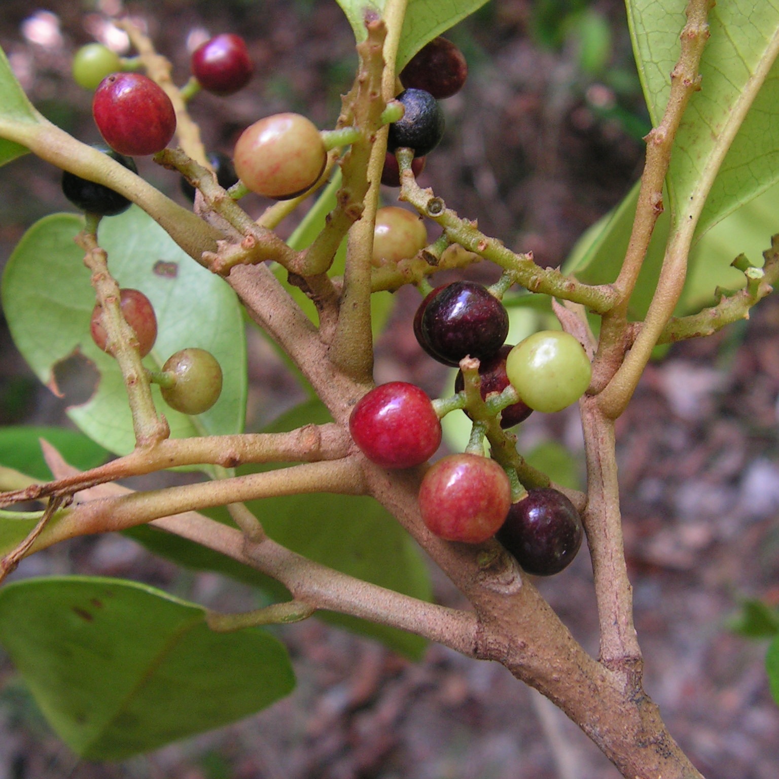Hieronyma alchorneoides