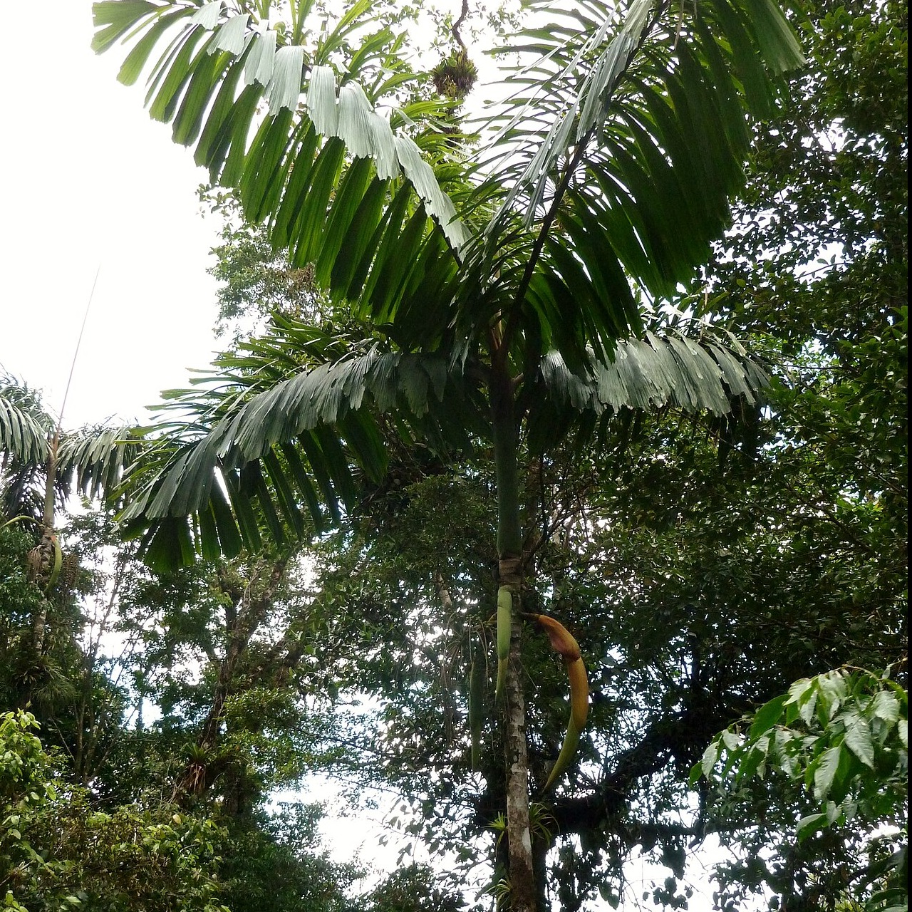 Iriartea deltoidea