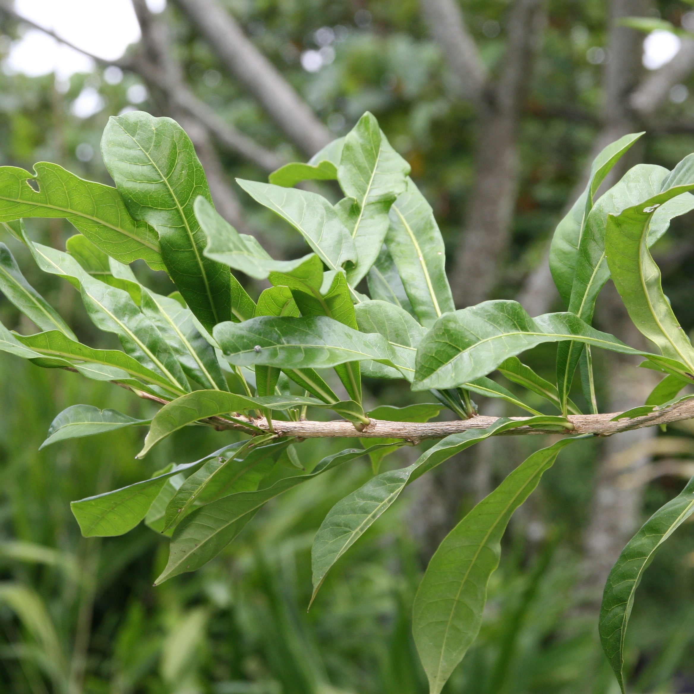 Crescentia alata