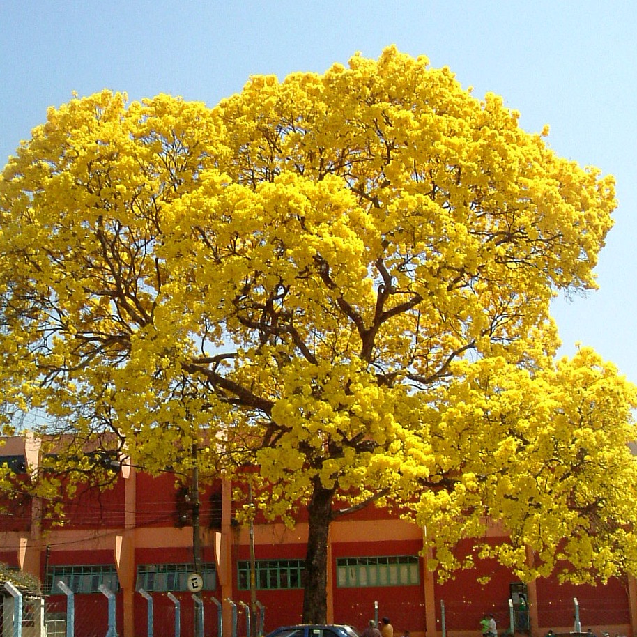Handroanthus ochraceus