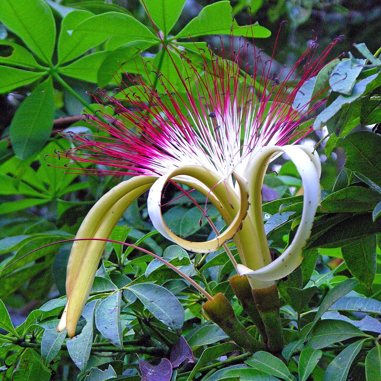 Pachira aquatica