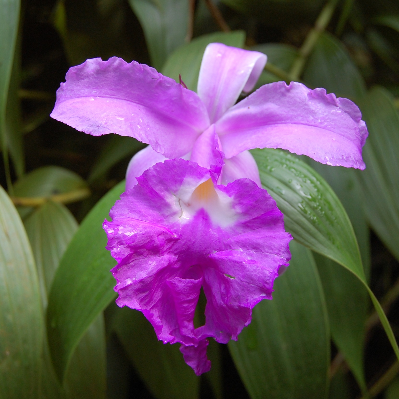 Sobralia macrantha