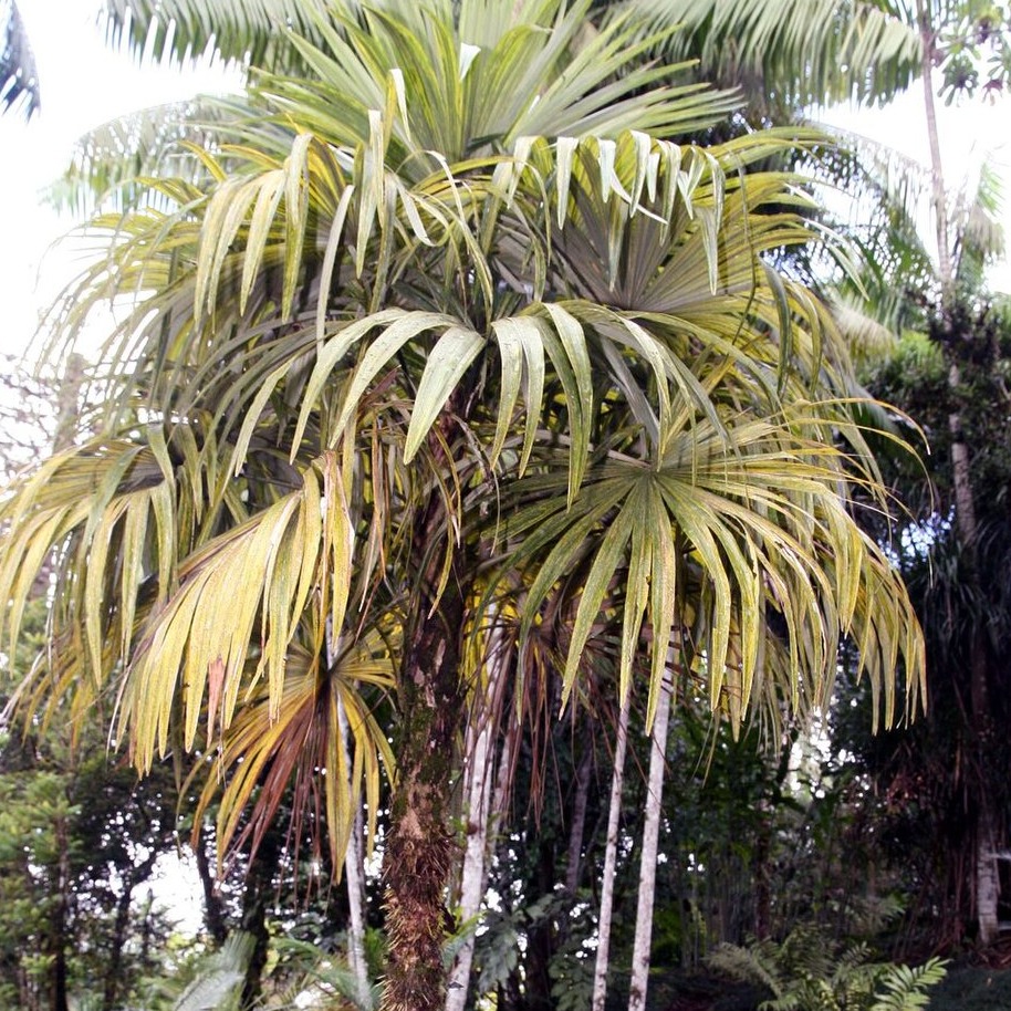 Cryosophila guagara