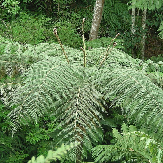Cyathea costaricensis