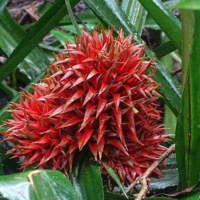 Aechmea magdalenae