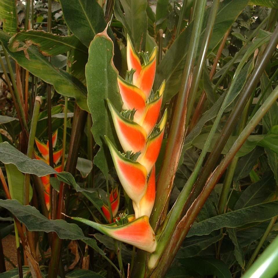 Heliconia wagneriana