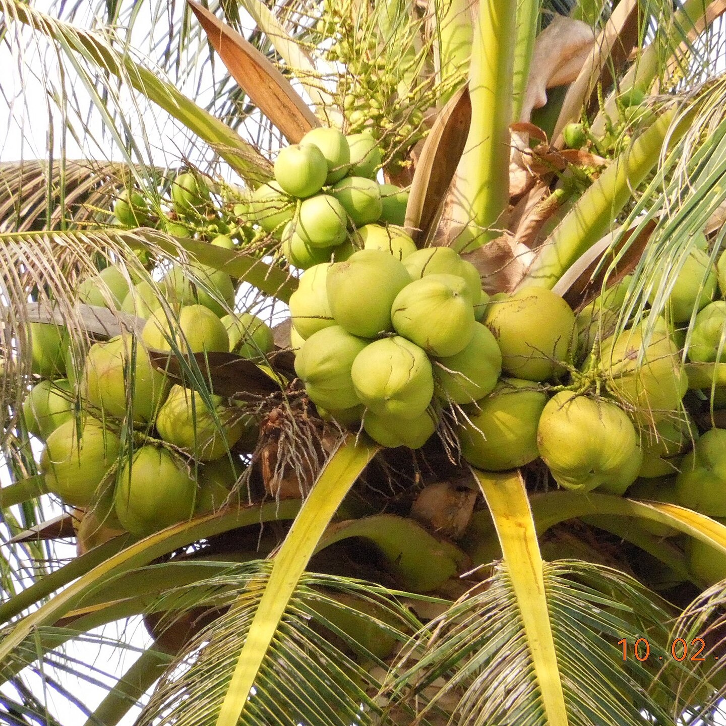 Cocos nucifera