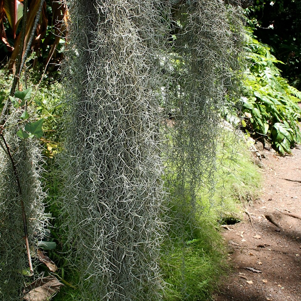 Tillandsia usneoides
