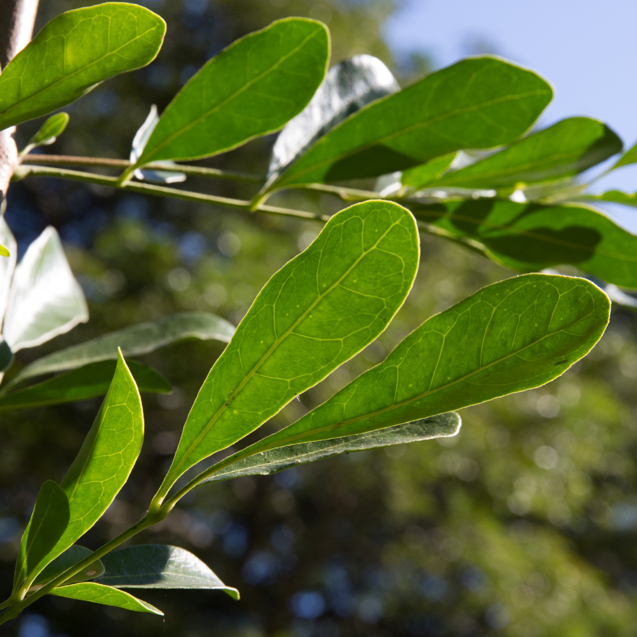 Trichilia havanensis