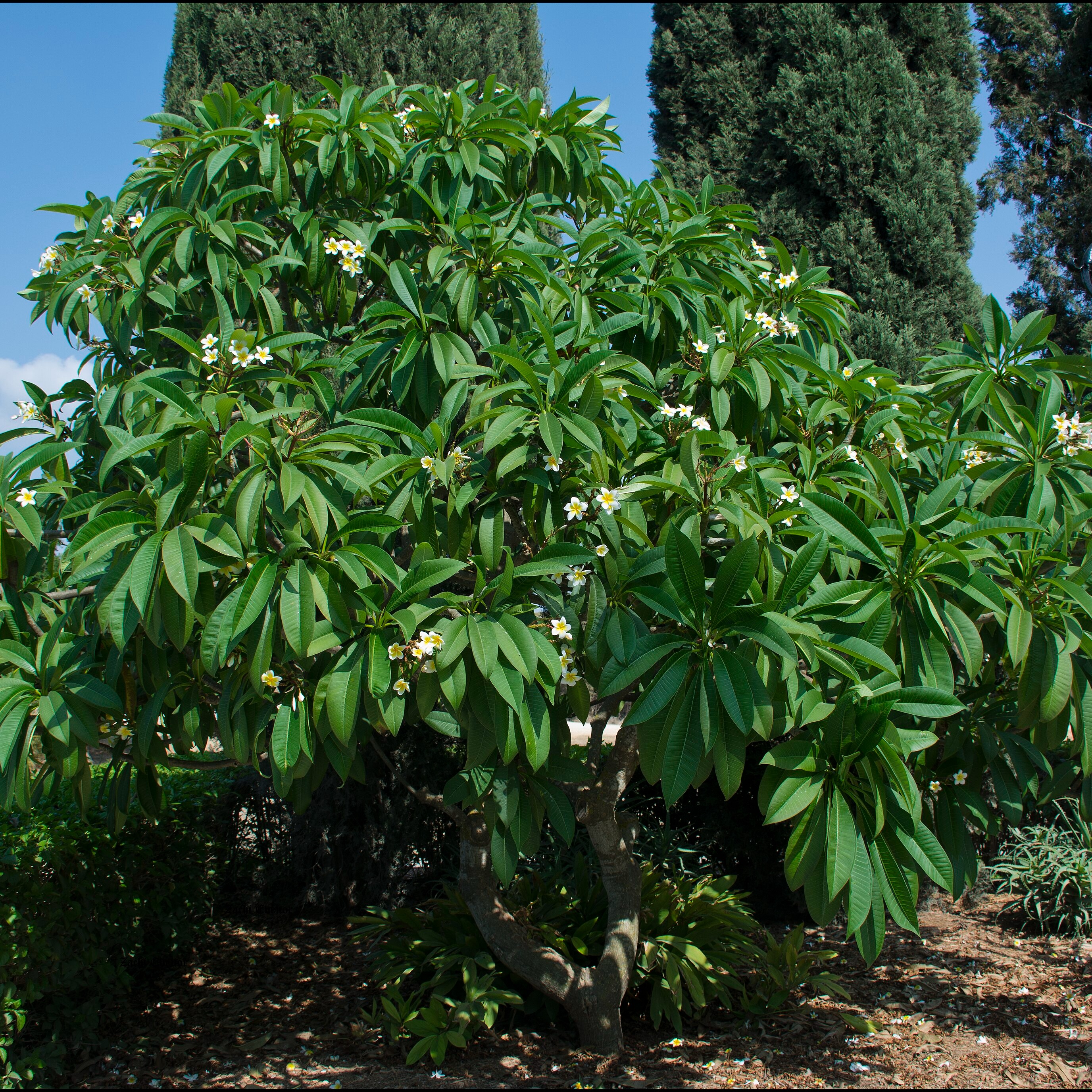 Plumeria rubra