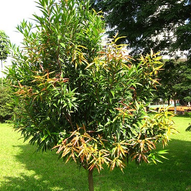 Carapa guianensis